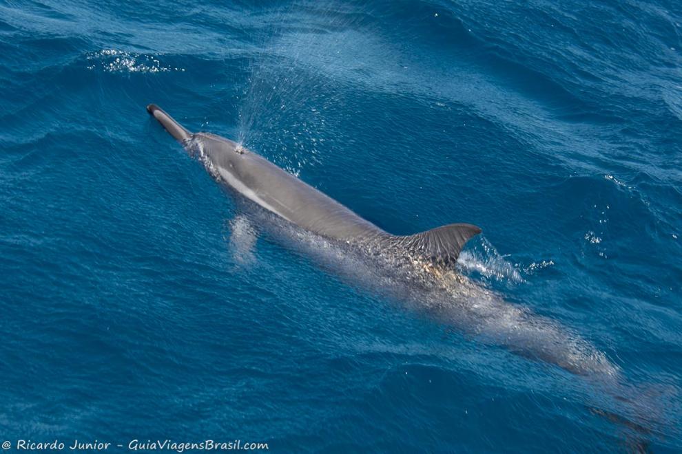 Imagem aproximada de um golfinho ao lado do barco.